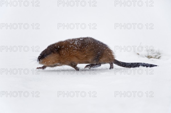 Muskrat (Ondatra zibethicus) running in the snow in winter, Germany, Europe
