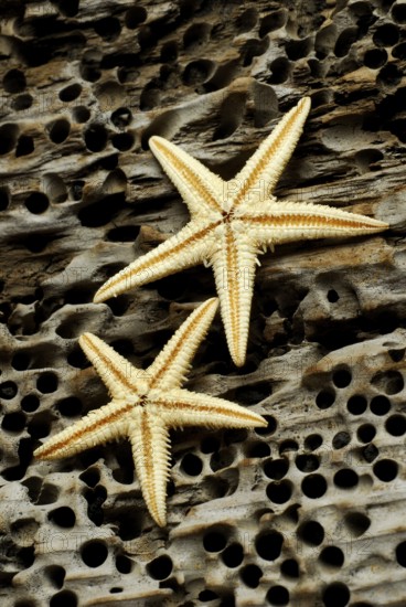 Dried starfish on driftwood