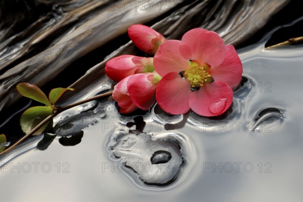 Chaenomeles japonica (Chaenomeles japonica) flowers, stones and wood in water