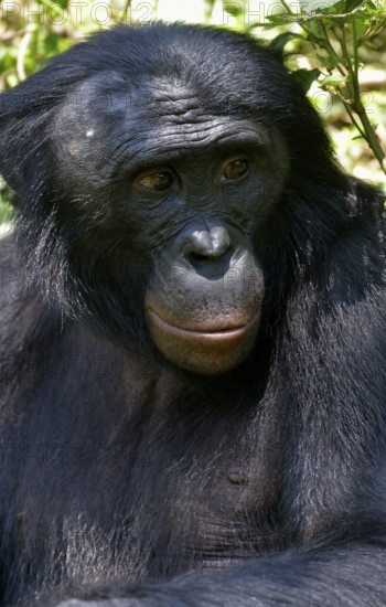 Bonobo (Pan paniscus), portrait, Lola ya Bonobo Sanctuary, Kimwenza, Mont Ngafula, Kinshasa, Democratic Republic of the Congo