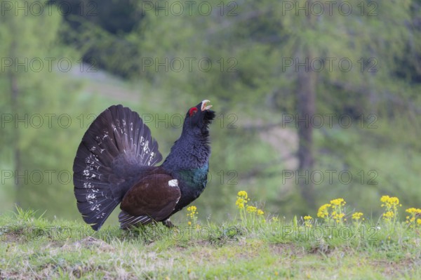 Western capercaillie (Tetrao urogallus) courting, Kalkalpen National Park, Upper Austria, Austria, Europe