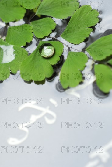 Lady hair fern and Japanese characters (Adiantum raddianum)