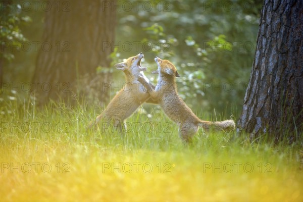 Red fox (Vulpes vulpes), two young foxes playing and practising fighting with each other at sunset, summer, Hesse, Germany, Europe