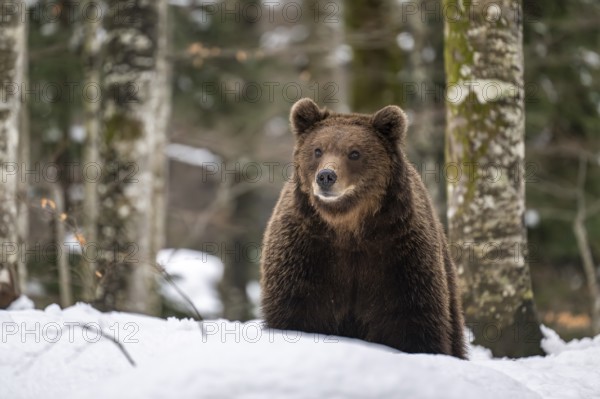 European brown bear (Ursus arctos arctos) in the forest, bear in the snow, winter, Notranjska region, Slovenia, Europe