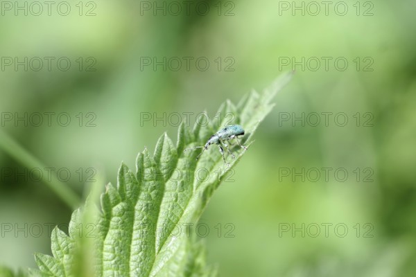 Nettle weevil (Phyllobius pomaceus), beetle, macro, leaf, close-up of a green weevil