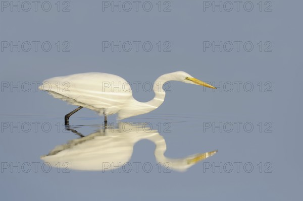 Great White Egret (Ardea alba, Casmerodius albus, Egretta alba) hunting, mirror image, Florida, USA, North America