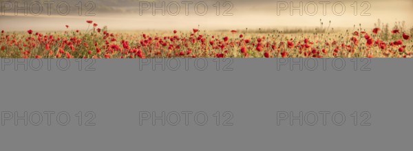 Panorama, corn field with flowering poppies, poppy field in the morning light, fog in the background, Freyburg (Unstrut), Saxony-Anhalt, Germany, Europe