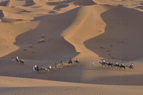 Tourists riding camels in the dunes, Sahara, Merzouga, Meknès-Tafilalet region, Morocco, Africa