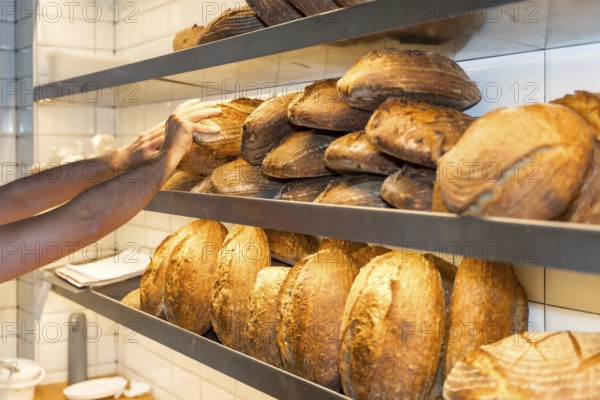 Male employee baker of bakery in the workshop workshop of artisan bakery placing the baked bread from the oven
