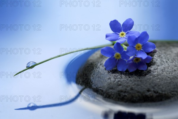 Forget-me-not on stone, commemoration