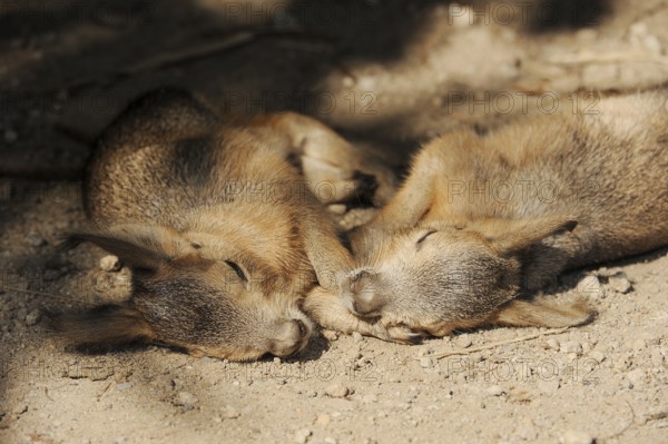 Patagonian mara (Dolichotis patagonum) or Greater Mara, juveniles, captive, occurrence in Argentina