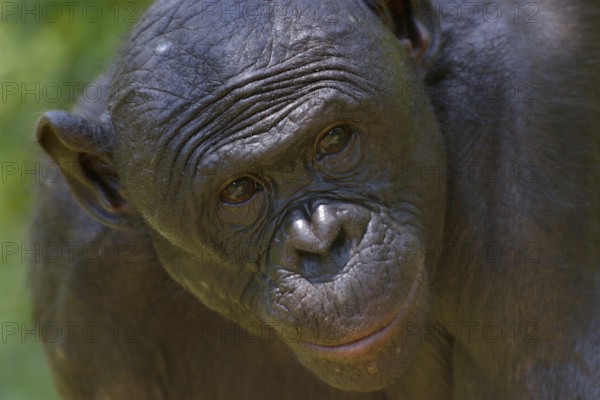 Bonobo (Pan paniscus), portrait, Lola ya Bonobo Sanctuary, Kimwenza, Mont Ngafula, Kinshasa, Democratic Republic of the Congo