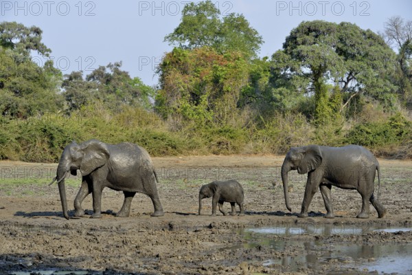 African elephants (Loxodonta africana), elephant family, baby elephant, Kanga waterhole, Mana Pools National Park, Mashonaland West Province, Zimbabwe, Africa
