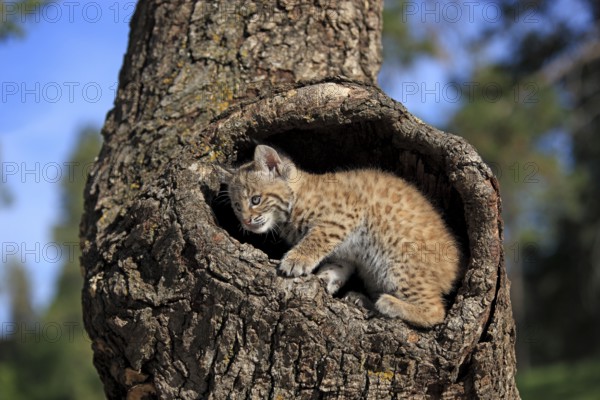 Bobcat (Lynx rufus), young, 8 weeks, in bobcat (Felis rufa)