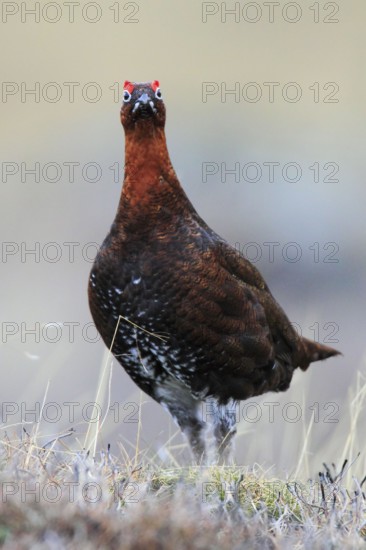 Red Grouse ( Lagopus lagopus scoticus) Cairngorms National Park, Scotland, United Kingdom, Europe