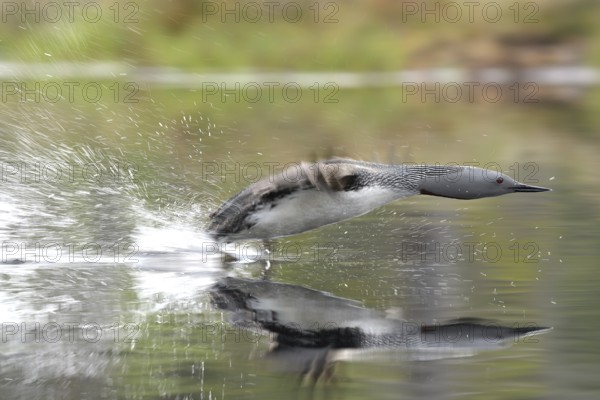 Red-throated diver (Gavia stellata) takes off from the water, Dalarna, Sweden, Europe