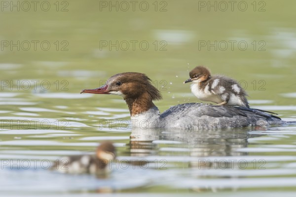 Common merganser (Mergus merganser), female with young bird on her back, swims in water, Germany, Europe