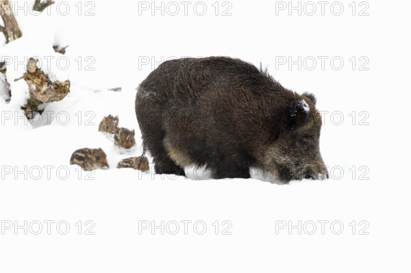 Wild boars (Sus scrofa), sows and young boars