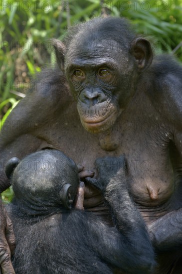 Bonobo (Pan paniscus) mother suckling young, Lola ya Bonobo Sanctuary, Kimwenza, Mont Ngafula, Kinshasa, Democratic Republic of the Congo