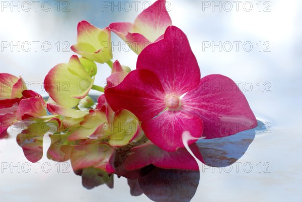 Hydrangea, flowers in water (Hydrangea macrophylla)