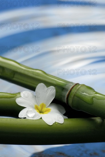 Bamboo cane and flower, bamboo