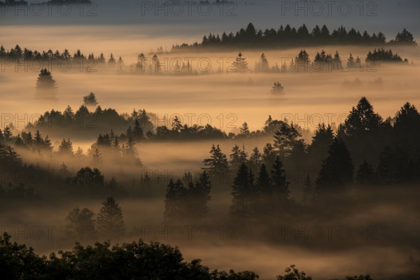 Fog between trees in the morning light, backlight, autumn, Loisach-Lake Kochel moor, Alpine foothills, Bavaria, Germany, Europe