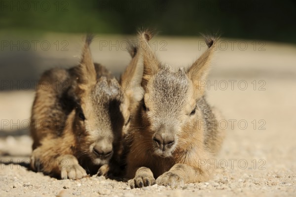 Patagonian mara (Dolichotis patagonum) or Greater Mara, juveniles, captive, occurrence in Argentina