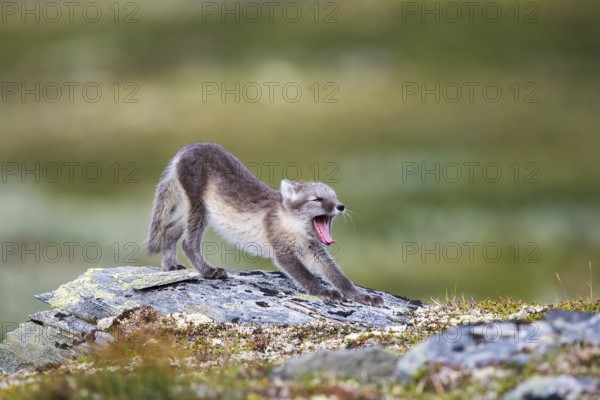 Arctic fox (Vulpes lagopus), yawning puppy, Varanger, Finnmark, Norway, Europe