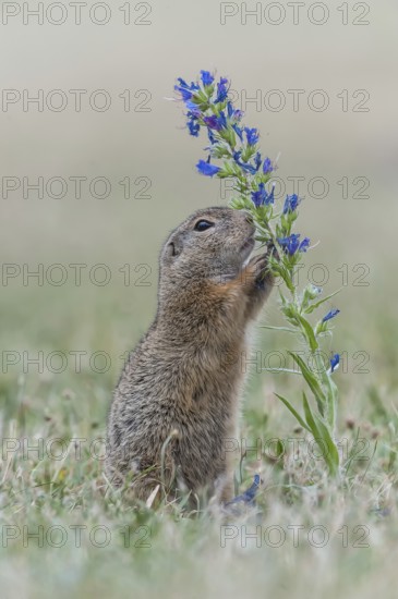 Ziesel ( Spermophilus) on blue flower, Neusiedlersee National Park, Burgenland, Austria, Europe