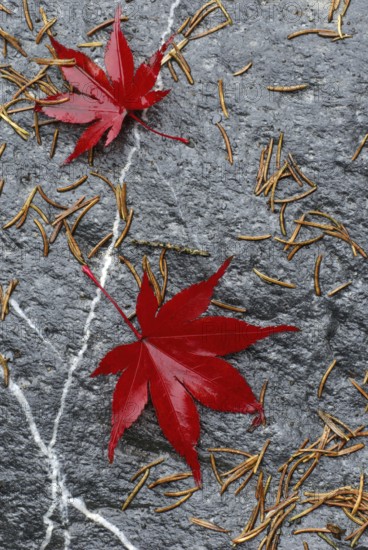 Japanese (Acer japonicum aconitifolium) maple, leaves on wet stone