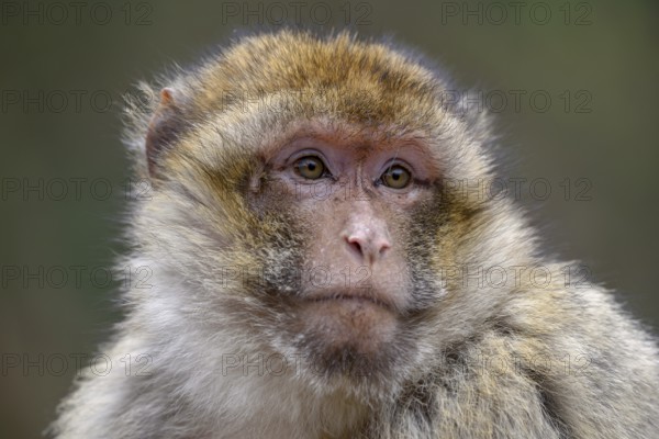 Barbary macaque (Macaca sylvanus), animal portrait, captive, France, Europe