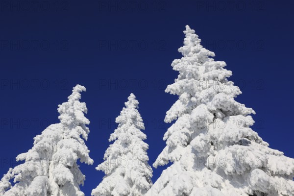 Winter landscape in the Fichtelgebirge, Bayreuth district, Upper Franconia, Bavaria, Germany, Europe