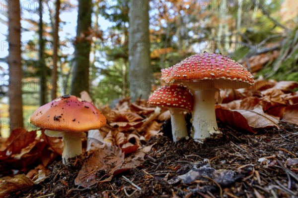 Fly agarics (Amanita muscaria) between autumn leaves, Ortenaukreis, Black Forest, Baden-Württemberg, Germany, Europe
