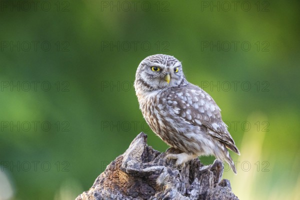 Little Owl (Athene noctua) Hungary