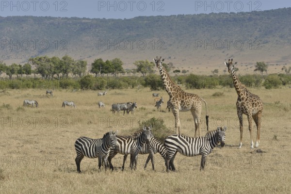 Maasai Giraffes or Kilimanjaro Giraffes (Giraffa camelopardalis tippelskirchi) and Burchell's Zebras or Plains Zebras (Equus quagga), Massai Mara, Rift Valley Province, Kenya, Africa