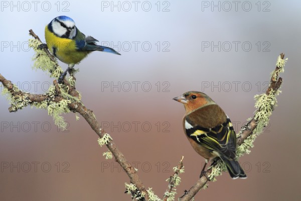 Common chaffinch and Blue tit ( Fringilla coelebs) ( Parus caeruleus) Finches, Tits, Tits, Scotland, Great Britain