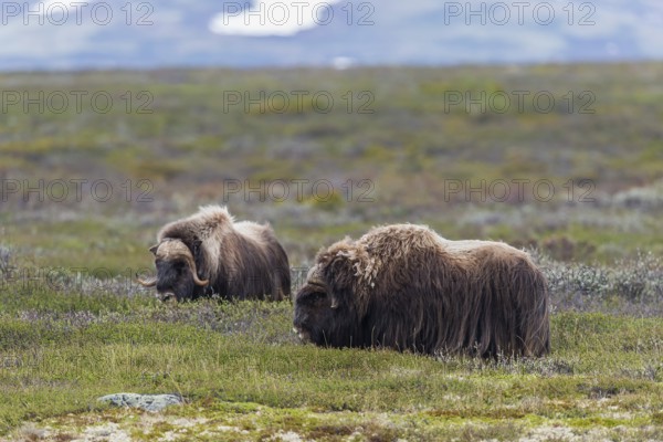 Muskoxen or Musk Oxen (Ovibos moschatus), ?Dovrefjell-Sunndalsfjella-Nationalpark, Norway, Europe