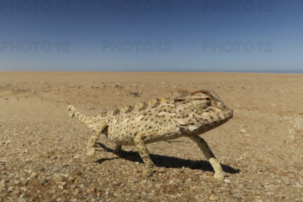 Namaqua Chameleon (Chamaeleo namaquensis), Namib Desert, Namibia, Africa