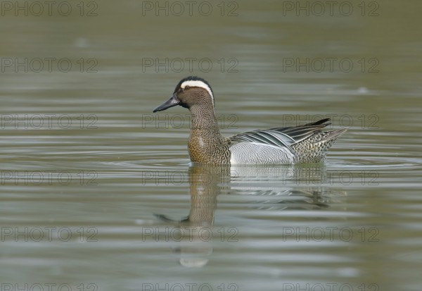 Garganey (Anas querquedula) swims in water, Upper Austria, Austria, Europe