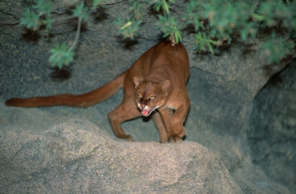 Jaguarundi (Felis yagouaroundi) (Herpailurus yagouaroundi), jaguarundi, mammals, animals, feline, predators, outside, outdoors, landscape, horizontal, aggression, aggressive, standing, dangerous, danger, adult, communication, hissing, growling