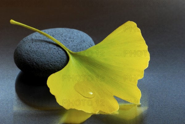Ginkgo (Ginkgo biloba) leaf and stone, gingko