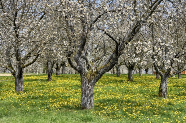 Blossoming cherry trees at the Dreikirschenweg, near Mösbach, Ortenaukreis, Black Forest, Baden-Württemberg, Germany, Europe