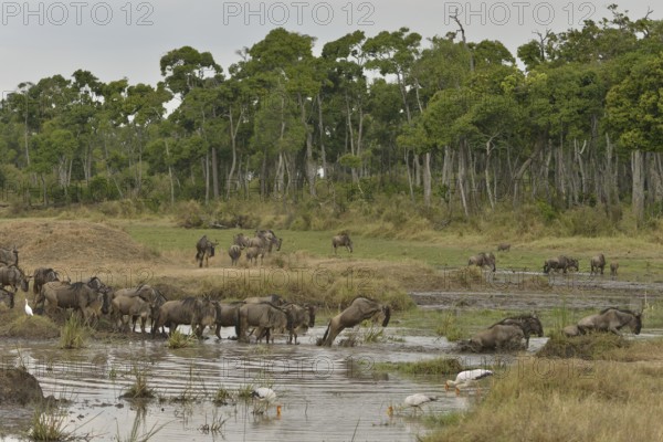 Eastern wildebeest (Connochaetes taurinus albojubatus) crossing a water hole pool on the Mara River in the Great Migration, Massai Mara, Serengeti, Rift Valley province, Kenya, Africa