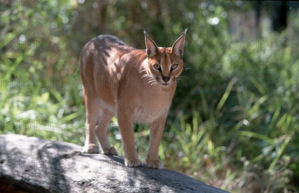 Caracal (Felis caracal)