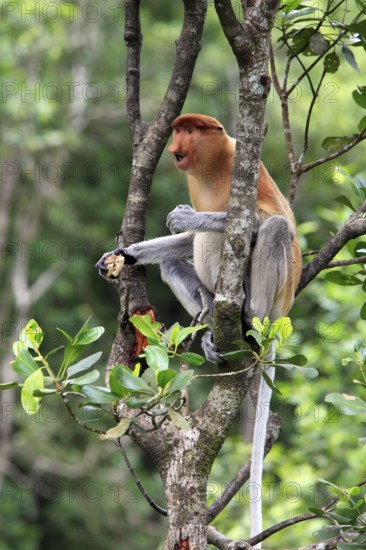 Coati, female, Labuk Bay, Sabah, proboscis monkey (Nasalis larvatus), Malaysia, Asia