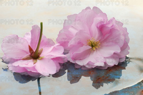 Japanese cherry (Prunus) flowers in water, ornamental