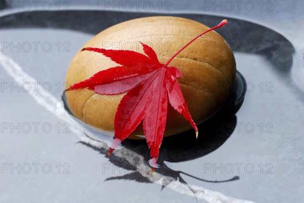 Downy Japanese Maple (Acer japonicum) , leaf on stone in water