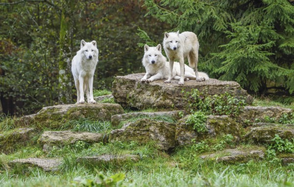 Polar wolves, White wolves or Arctic wolves (Canis lupus arctos), captive