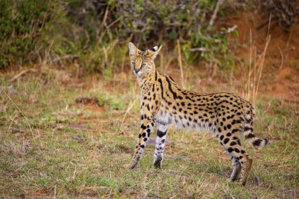 Serval (Leptailurus serval) Masai Mara Kenya