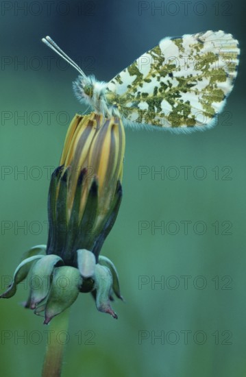 Orange tip (Anthocharis cardamines), lateral, Lower Saxony, Germany, Europe